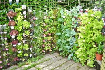 Potager vertical